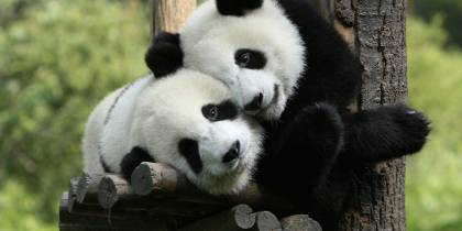 Pandas-Useful-Info-China