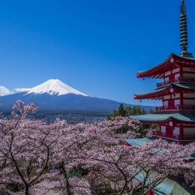 View of Mt Fuji - Cherry blossom in Japan - On The Go Tours