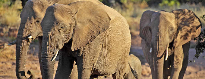 Unique Wildlife: The Desert Elephants of Namibia (5 minute read)